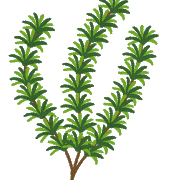 herb_rosemary